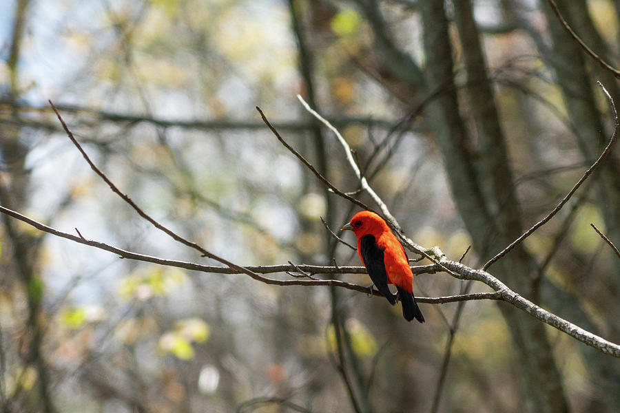 Scarlet Tanager Woods Georgia Mountains Photograph by Lawrence S Richardson Jr