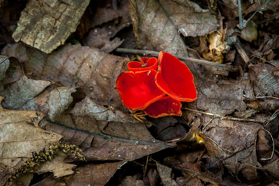Nature Photograph - Scarlet Underfoot by Jeff Phillippi