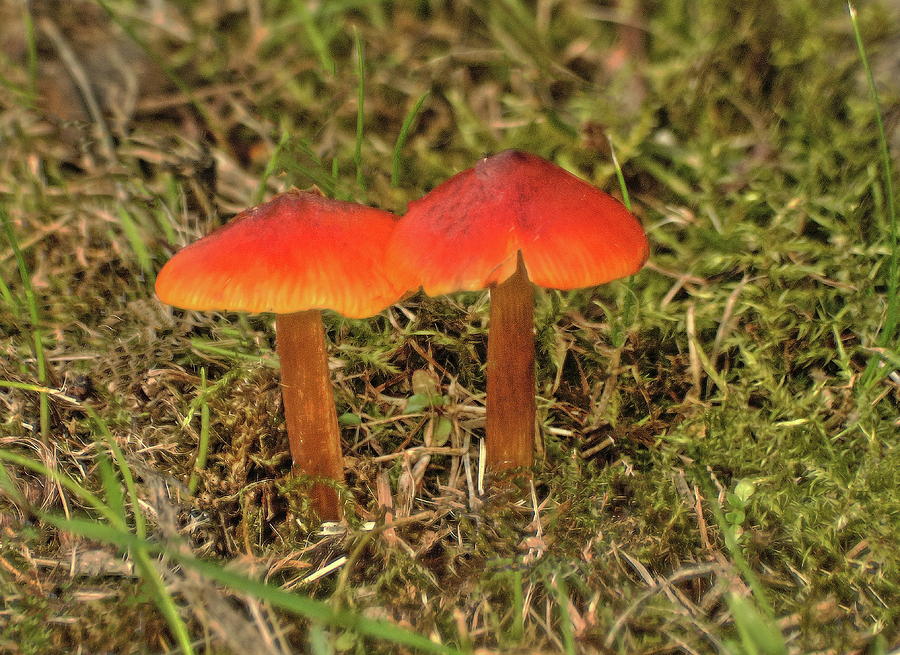 Scarlet Waxcap Photograph by Jeff Townsend