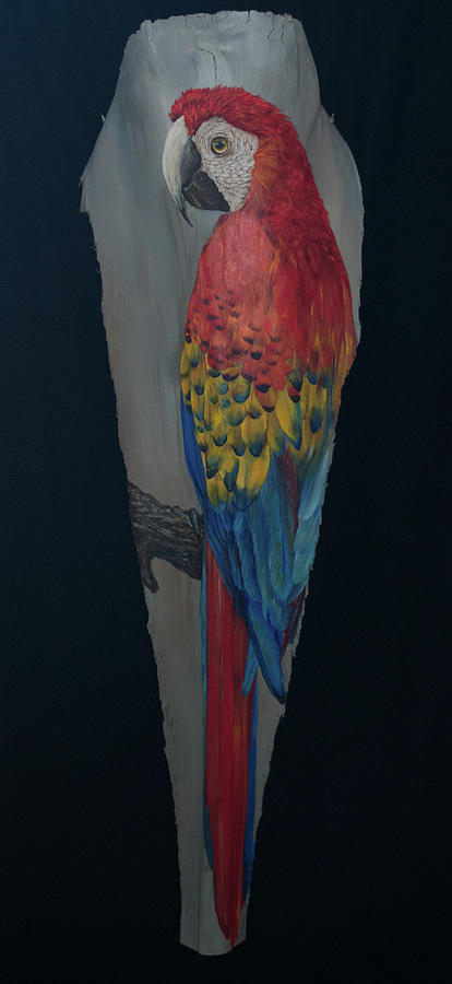 Scarlett Macaw 2 Painting by Nancy Lauby
