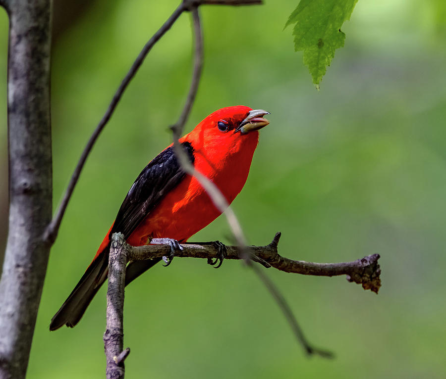 Scarlett Tanager Photograph by Ron Suich - Fine Art America