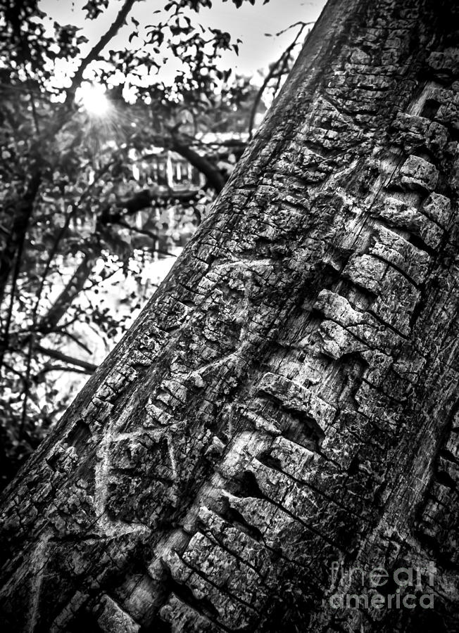 Scarred Tree and Boathouse - BW Photograph by James Aiken