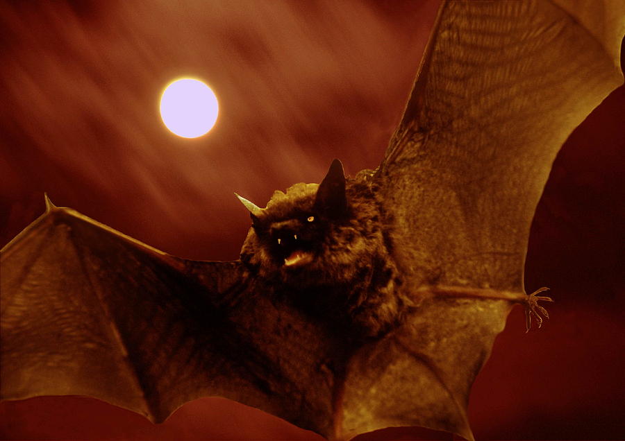Scary bat and moon Photograph by Gary Corbett