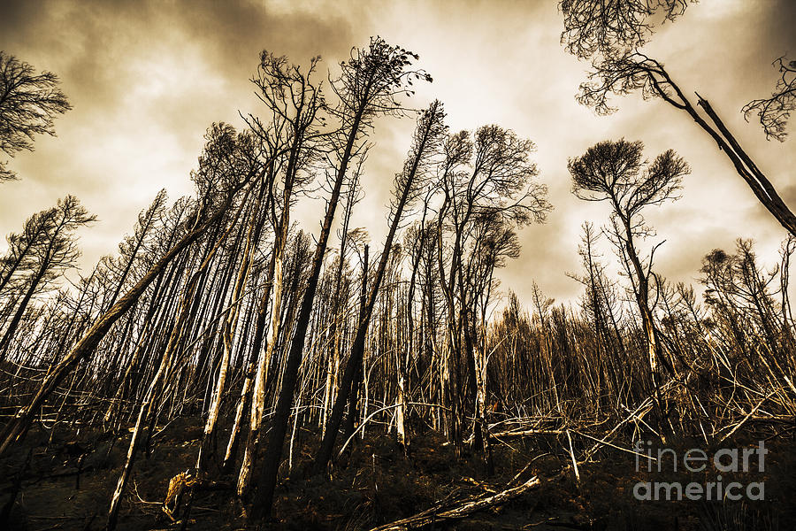 Scary charcoal forest  Photograph by Jorgo Photography
