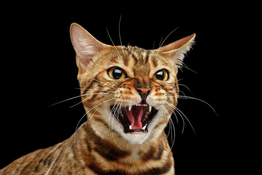 Cat Photograph - Scary Hissing Bengal cat on Black background by Sergey Taran