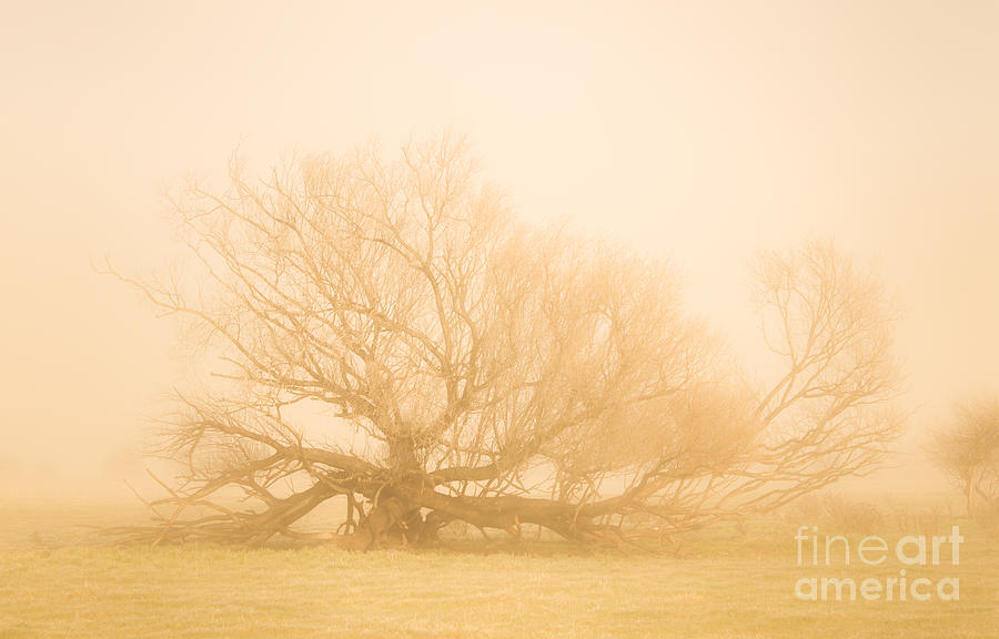 Scary tree scenes Photograph by Jorgo Photography