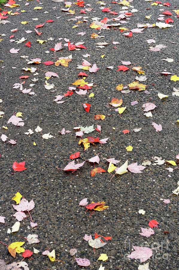 Scattered Autumn Leaves  Photograph by John  Mitchell