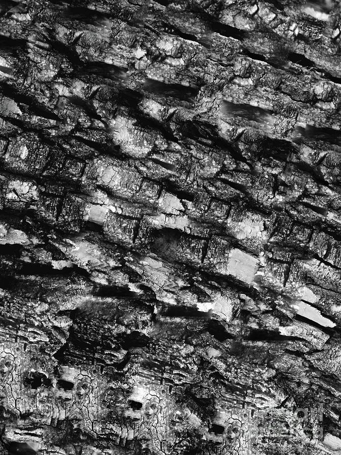 Scattered Bark - Abstract 003 Photograph by Jor Cop Images