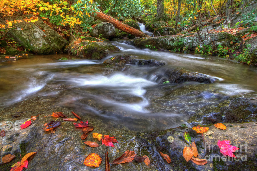 Scattered Leaves Lower Crabtree Falls Virginia Photograph by Karen Jorstad