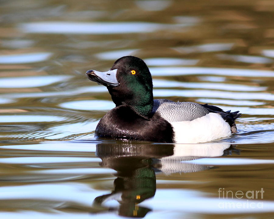 Scaup Duck Photograph by Wingsdomain Art and Photography
