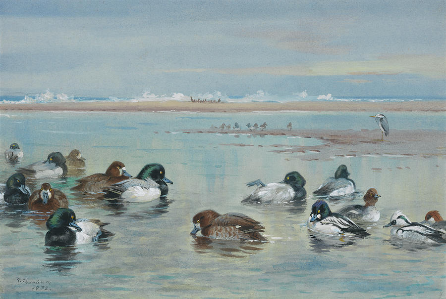 Scaup, Golden Eye and Smew Painting by Archibald Thorburn - Fine Art ...