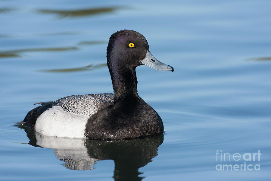 Scaup Swimming Photograph by Ruth Jolly