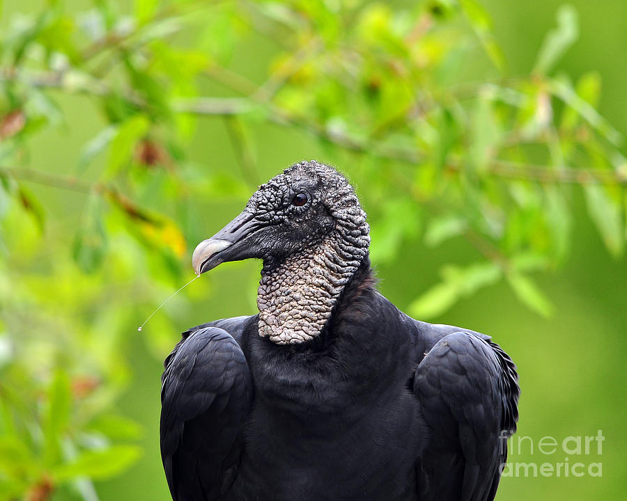 Vulture Photograph - Scavenger Spittle by Al Powell Photography USA
