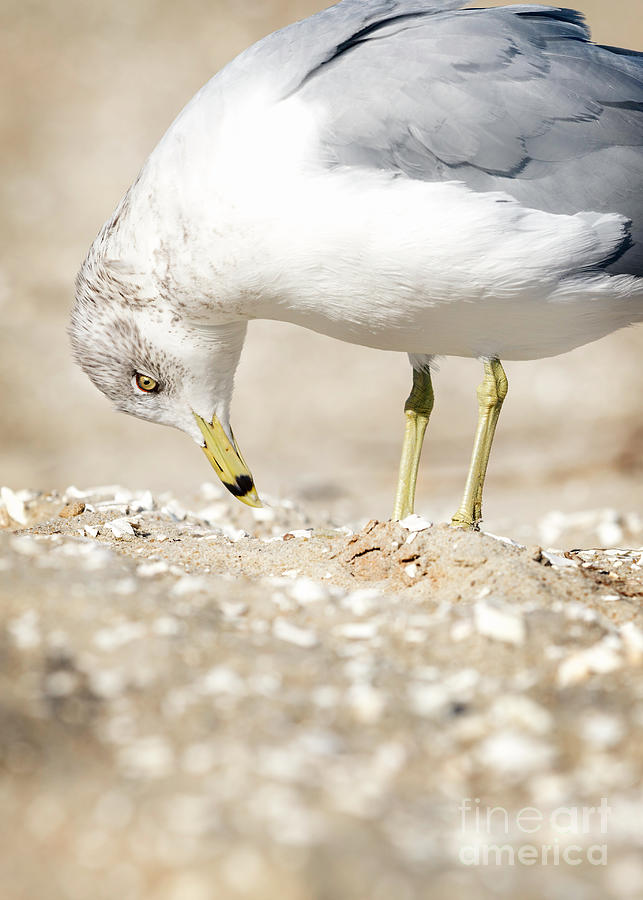 Scavenging Seagull Photograph by Karen Jorstad