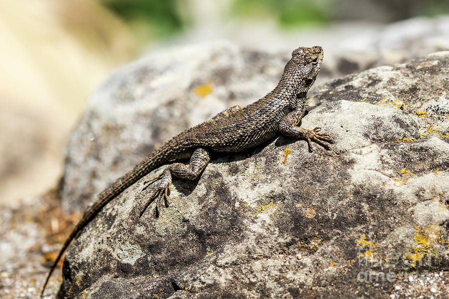 2018 Photograph - Sceloporus Occ sunning on a rock by Shawn Jeffries