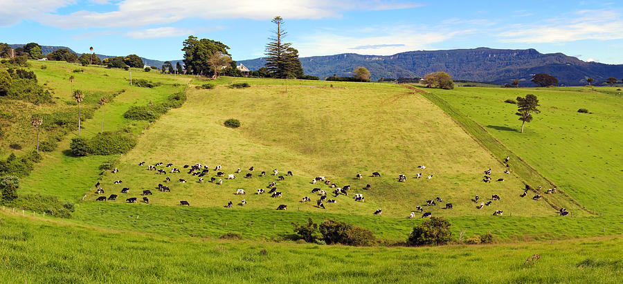 Landscape Photograph - Scene and Herd by Nicholas Blackwell