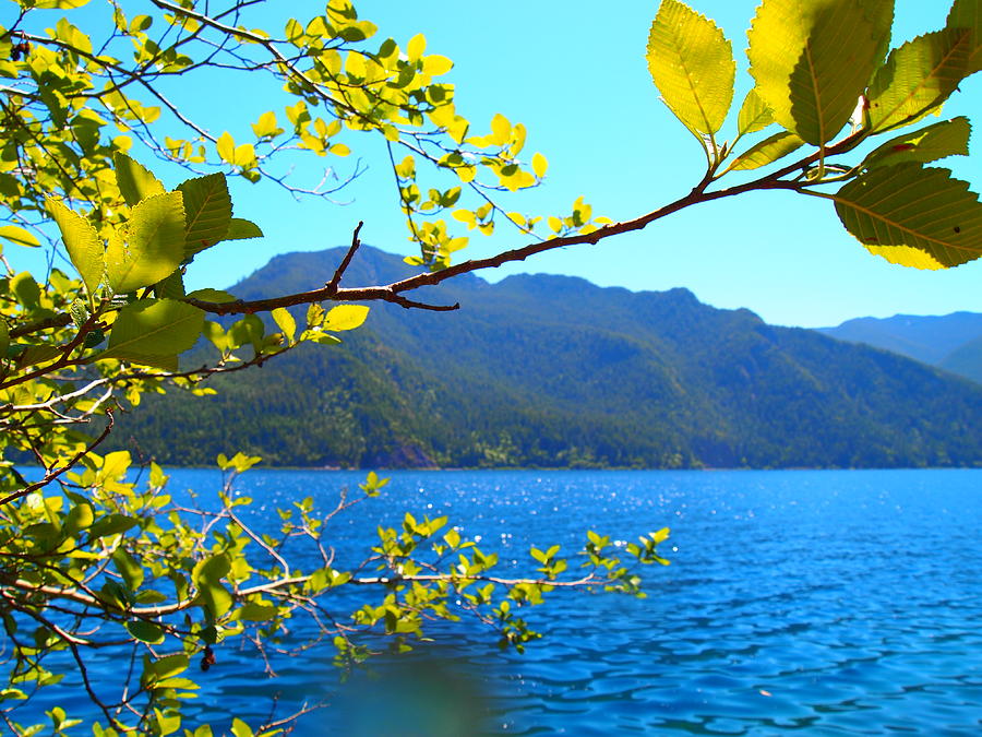 Tree Photograph - Scenery of Crescent Lake by Keelee Martin