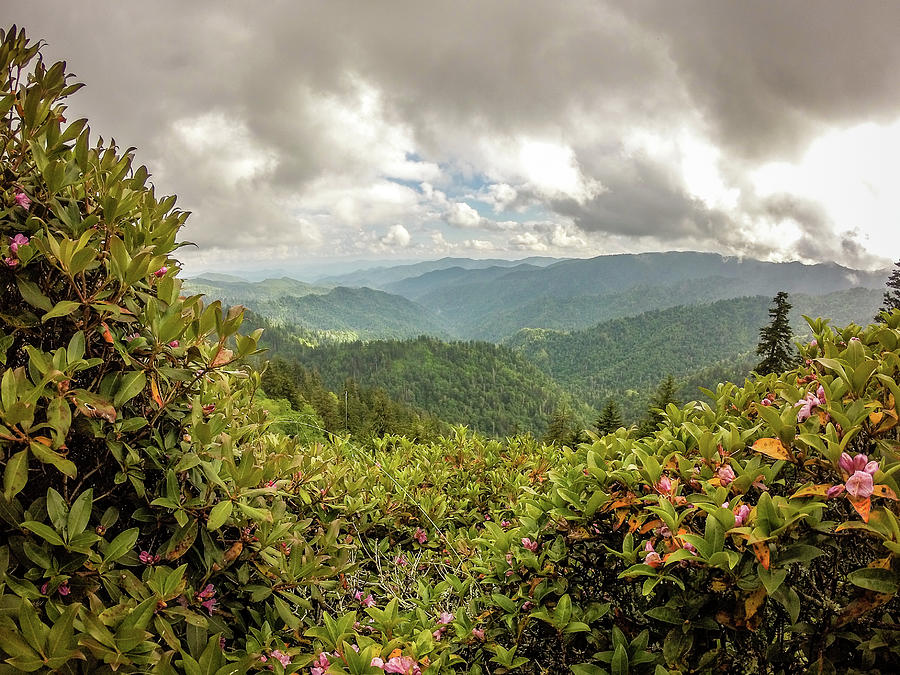 Scenes Along Appalachian Trail In Smoky Mountains North Carolina Photograph by Alex Grichenko
