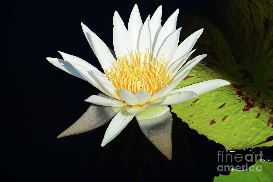Scenes from the Lily Pond Photograph by Cindy Manero