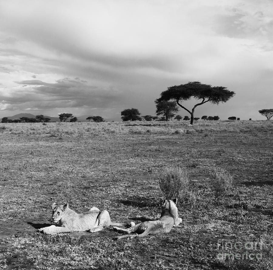 Lion Pause Photograph by Chris Scroggins