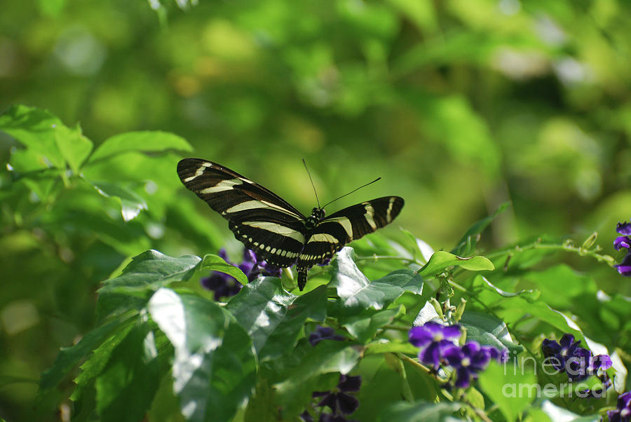 Scenic Close Up of a Zebra Butterfly Photograph by DejaVu Designs