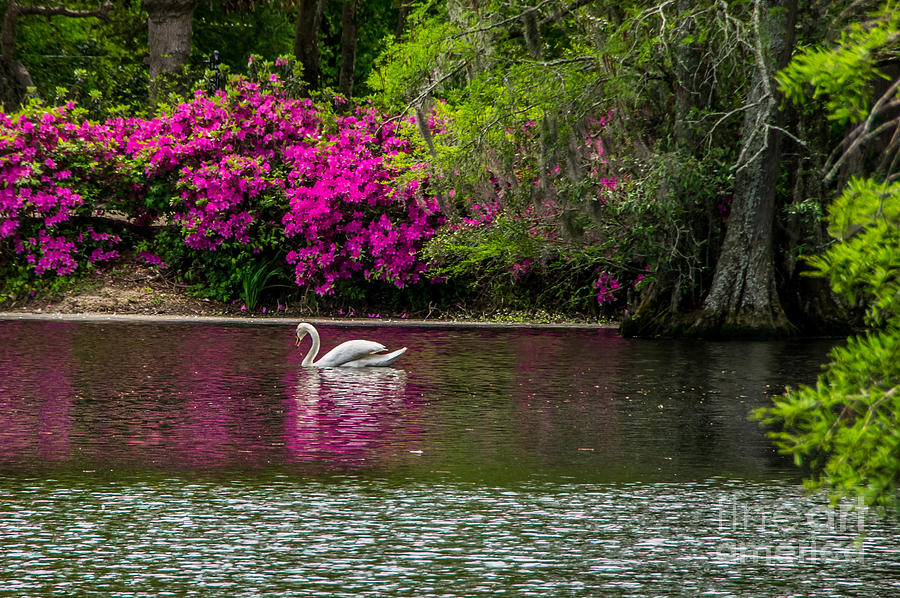 Scenic Colorful View Swan Lake South Carolina Photograph by Alicia