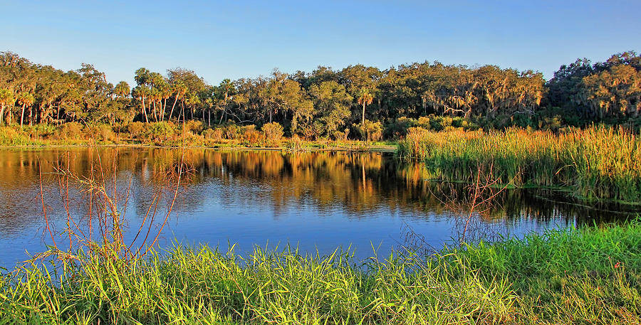 Scenic Florida Wetlands Photograph by HH Photography of Florida