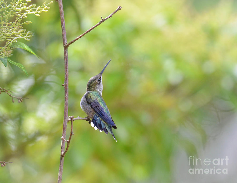 Scenic Hummingbird  Photograph by Amy Porter
