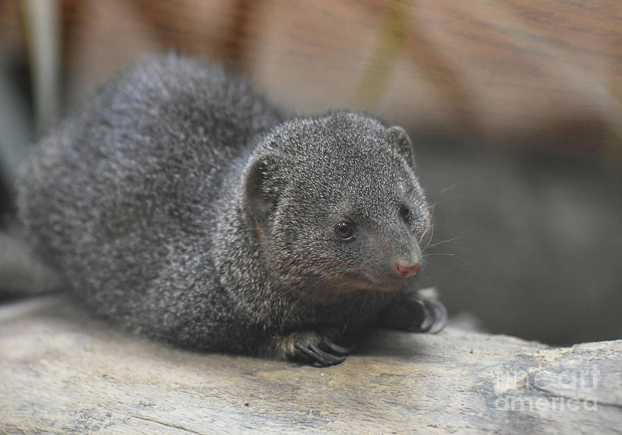 Wildlife Photograph - Scenic Image of a Cute Little Dwarf Mongoose by DejaVu Designs