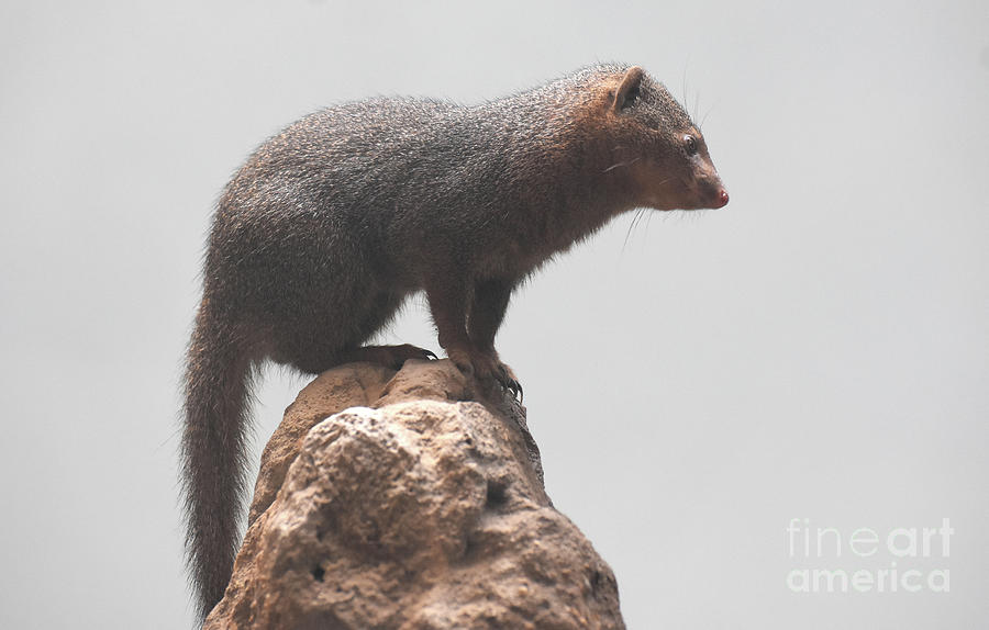 Scenic Image of a Dwarf Mongoose on a Rock Photograph by DejaVu Designs