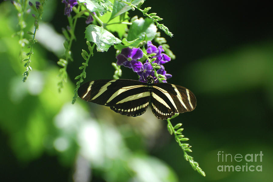Scenic Look at a Zebra Butterfly on a Flower Photograph by DejaVu Designs