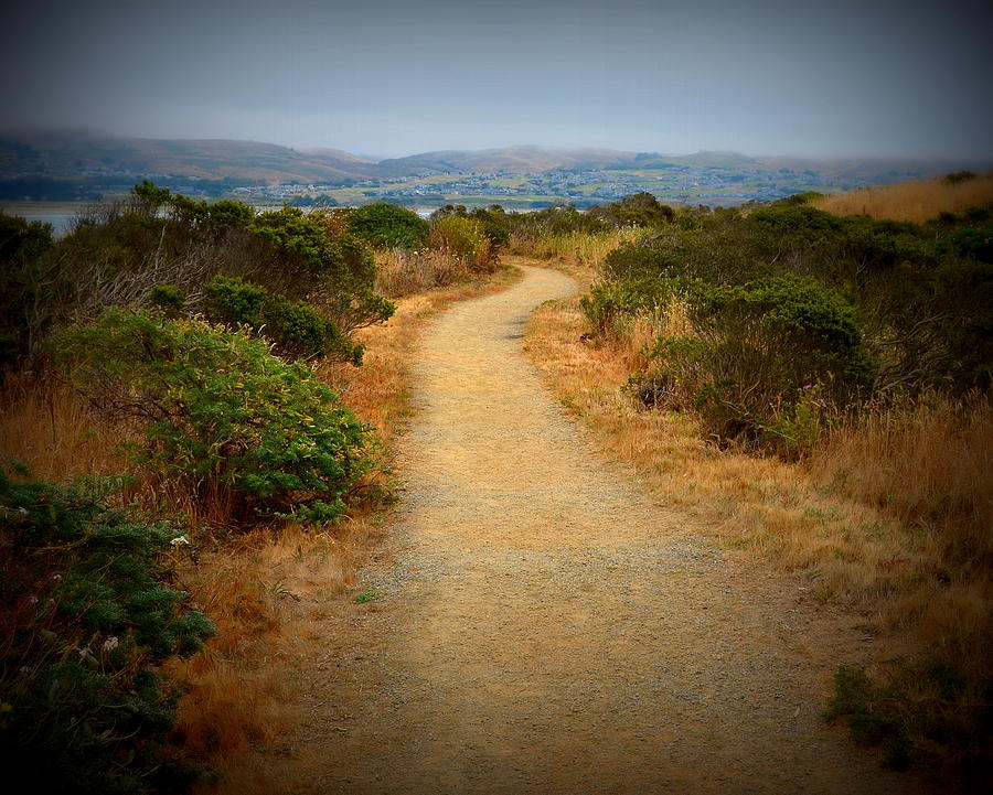 Scenic Path on Bodega Head Photograph by Carla Parris