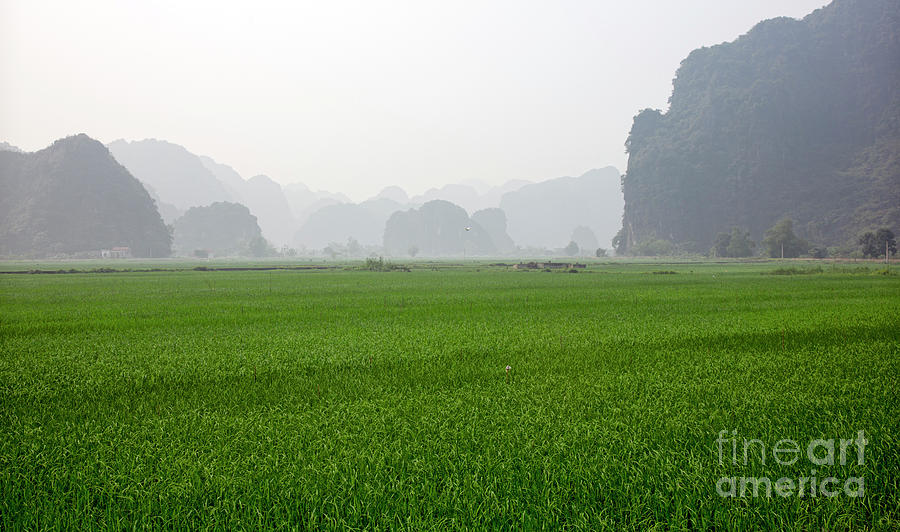 Scenic Rice Fields Vietnam  Photograph by Chuck Kuhn