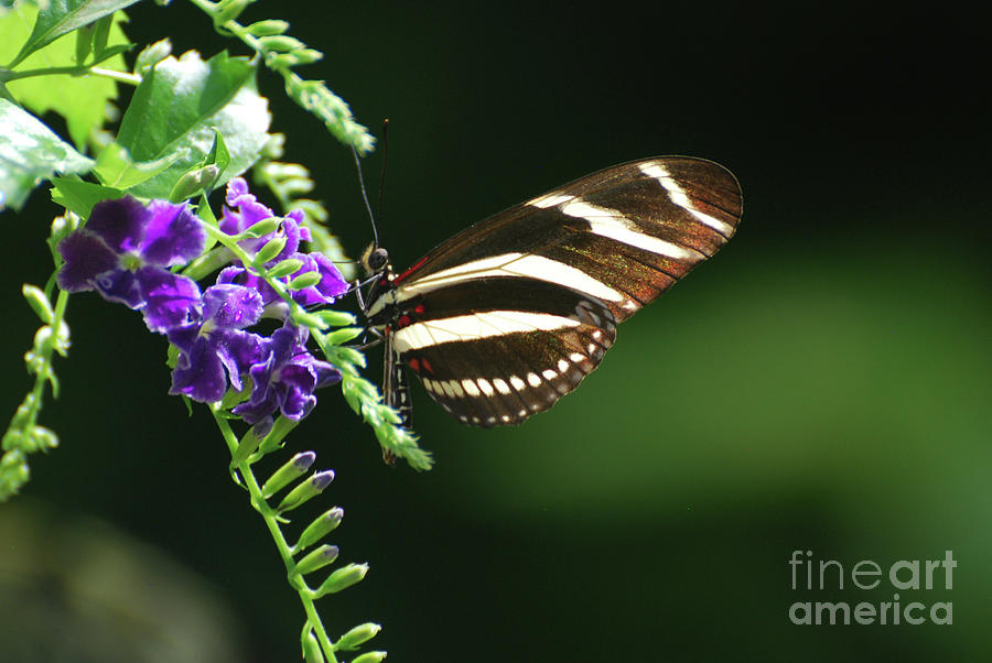Scenic Shot of a Zebra Butterfly in the Spring Photograph by DejaVu Designs