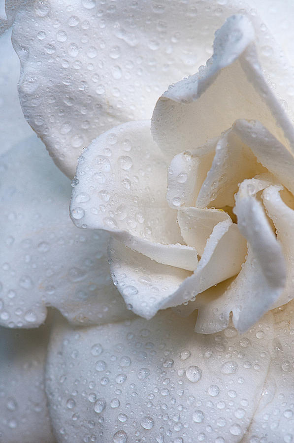 Scent of a Gardenia Photograph by Carolyn DAlessandro
