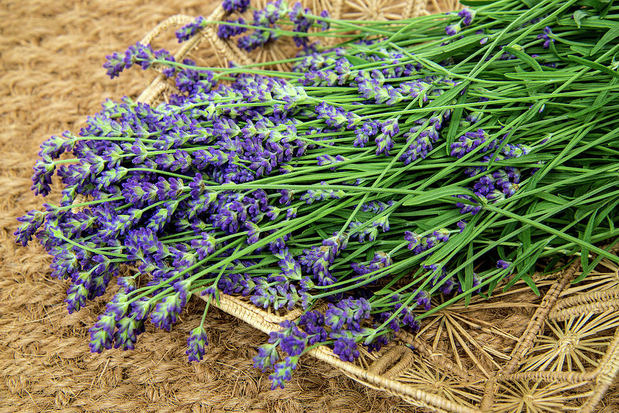 Scent of Lavender Photograph by Carole Gordon