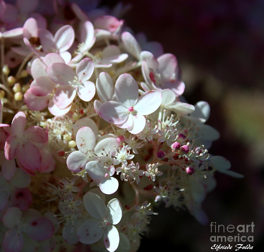 Scented Photograph by Elfriede Fulda