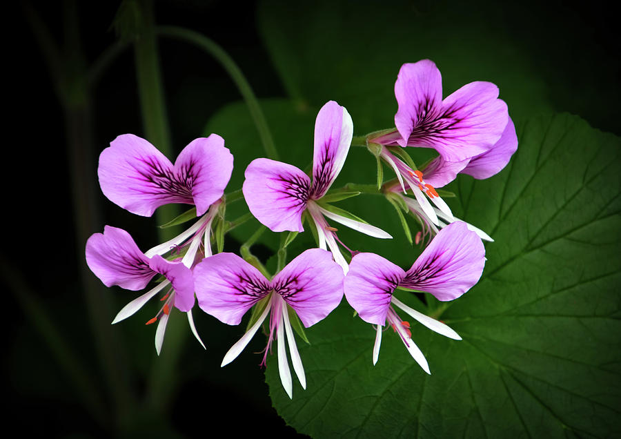 Scented-Leaved Geranium  Photograph by Carolyn Derstine