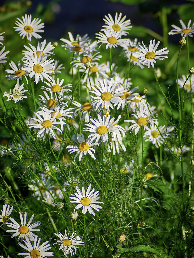 Scentless Mayweed Photograph