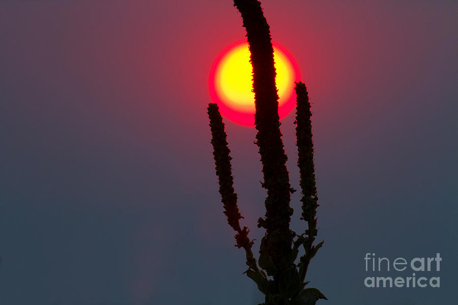 Scepter of the Sun Photograph by Jim Garrison