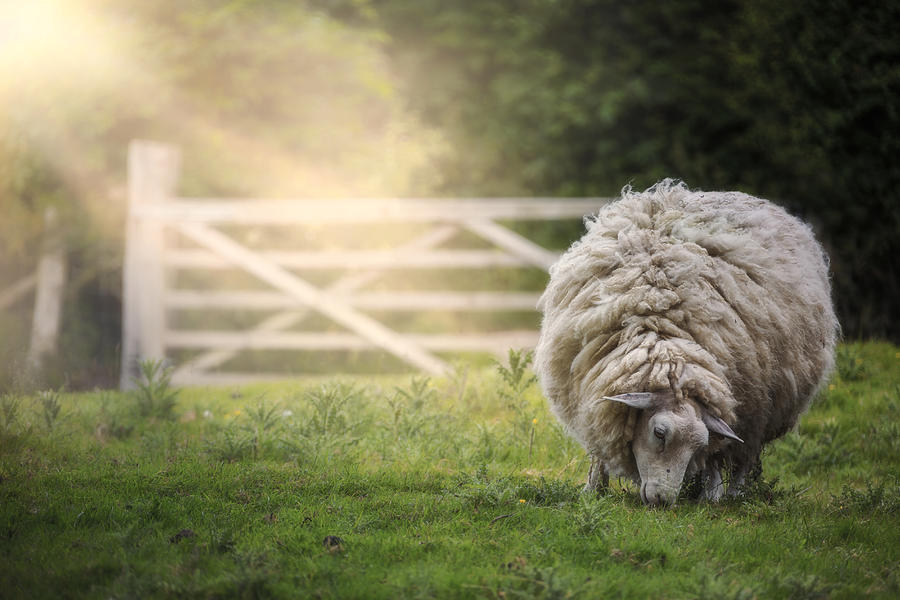 Sheep Photograph - Sheep by Joana Kruse