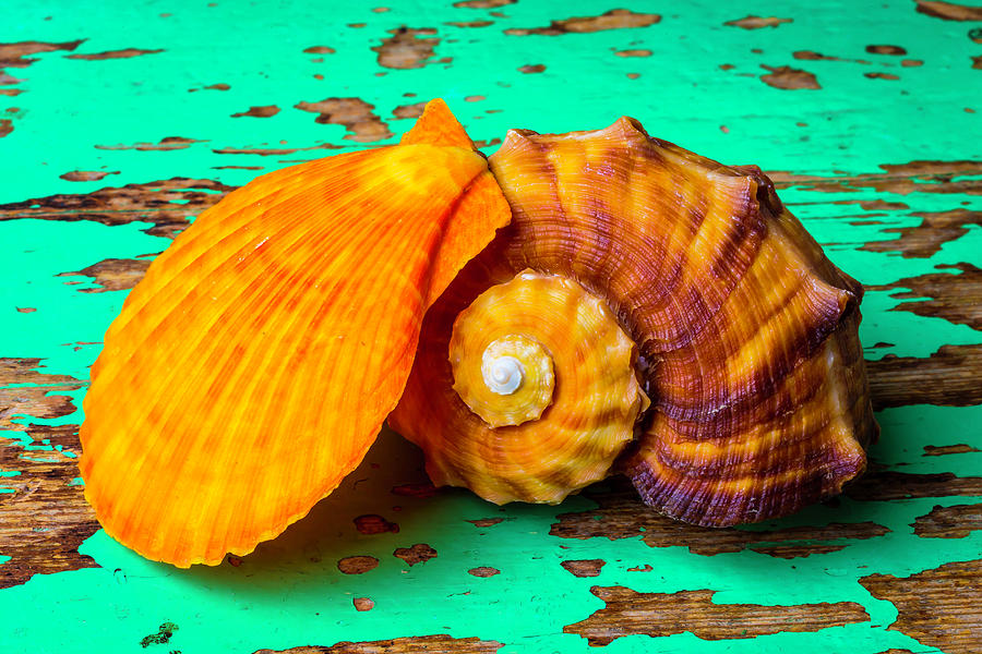 Schallop Seashell And Snail Shell Photograph by Garry Gay