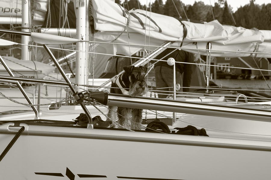 Schanuzer Dog On A Yacht - Monochrome Photograph