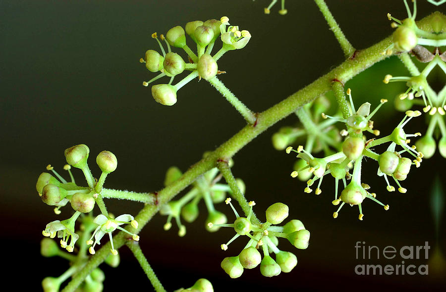 Schefflera Actinophylla Flowers Photograph by Scimat