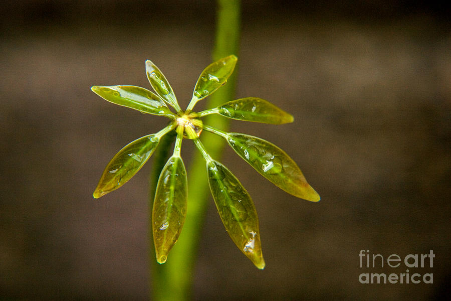 Nature Photograph - Schefflera Plant Leaves by Julia Hiebaum