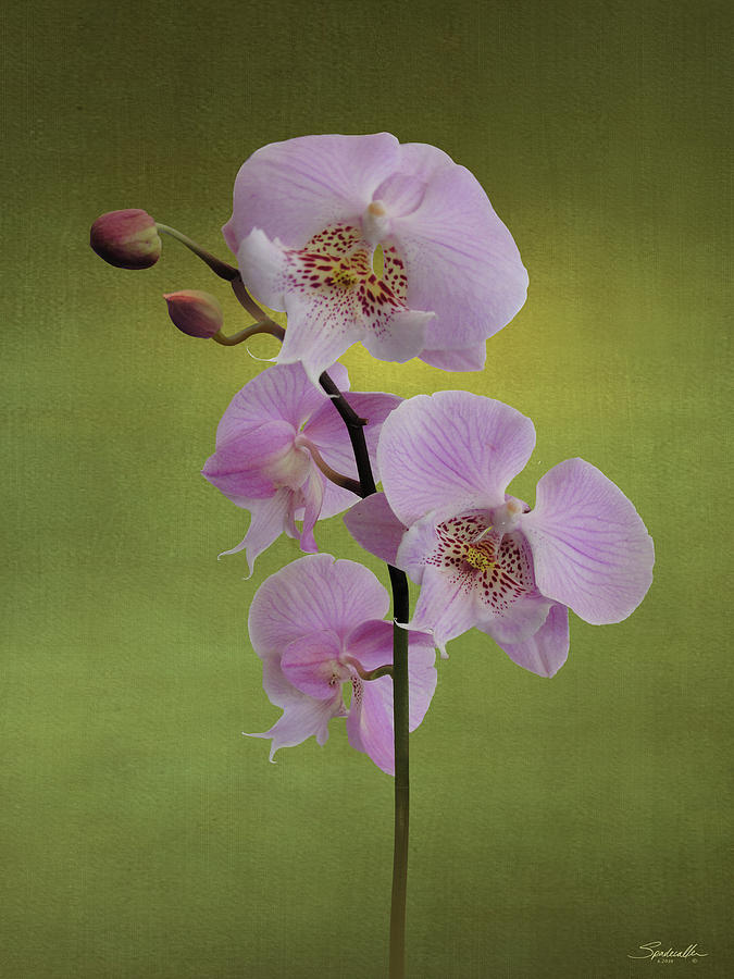 Schillers Phalaenopsis Digital Art by M Spadecaller