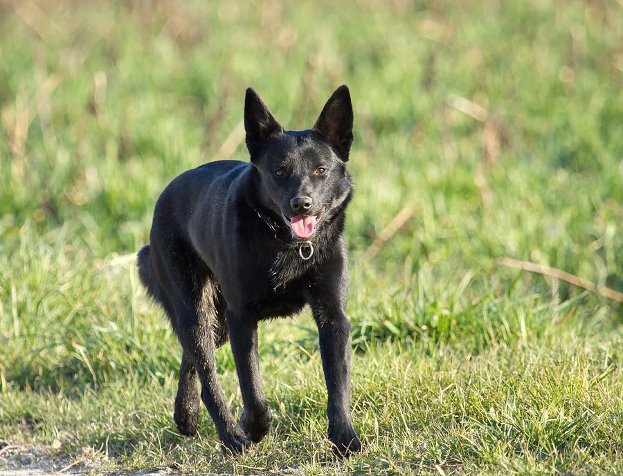 Schipperke black dog Photograph by Elenarts - Elena Duvernay photo