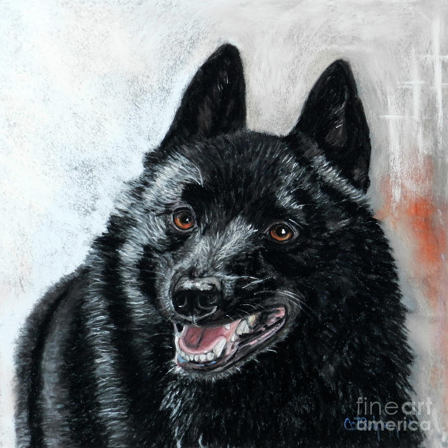 Schipperke Pastel by Cat Culpepper - Fine Art America