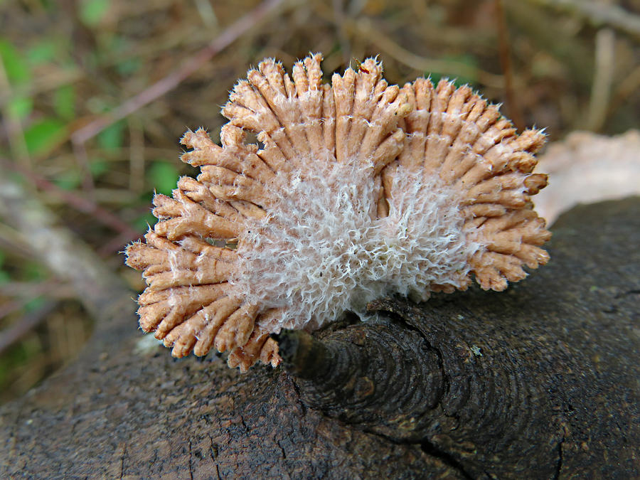 Schizophyllum Commune - Natures Artwork by William Tanneberger Schizophyllum Commune - Natures Artwork by William Tanneberger