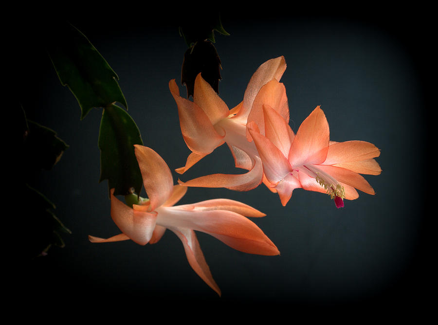 Schlumbergera Cactus Flower Orange Photograph by Nathan Abbott
